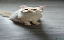 Maine Coon cats for sale: Maine Coon shaded lines - Image 4