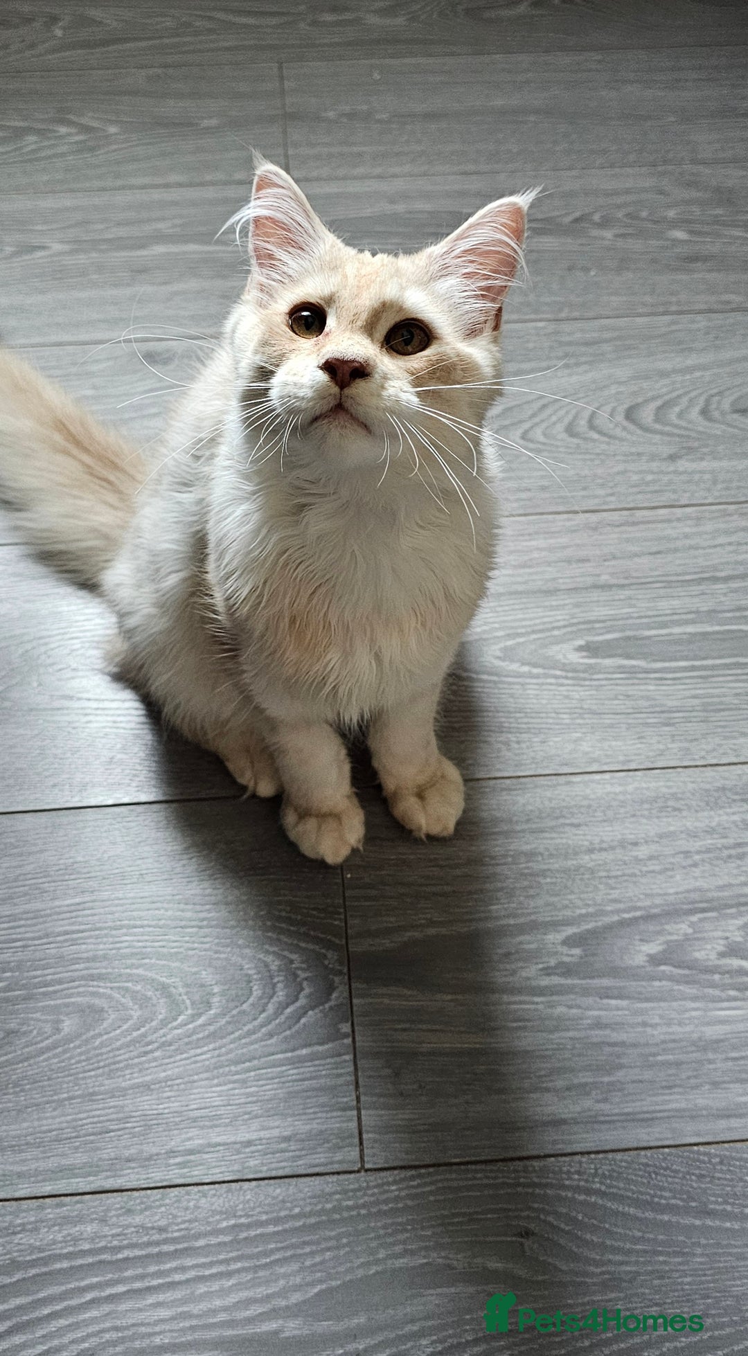 Maine Coon cats for sale: Maine Coon shaded lines - Image 4