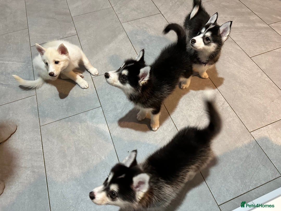 Pomsky dogs for sale: READY SMALL F4 POMSKY - Advert 6