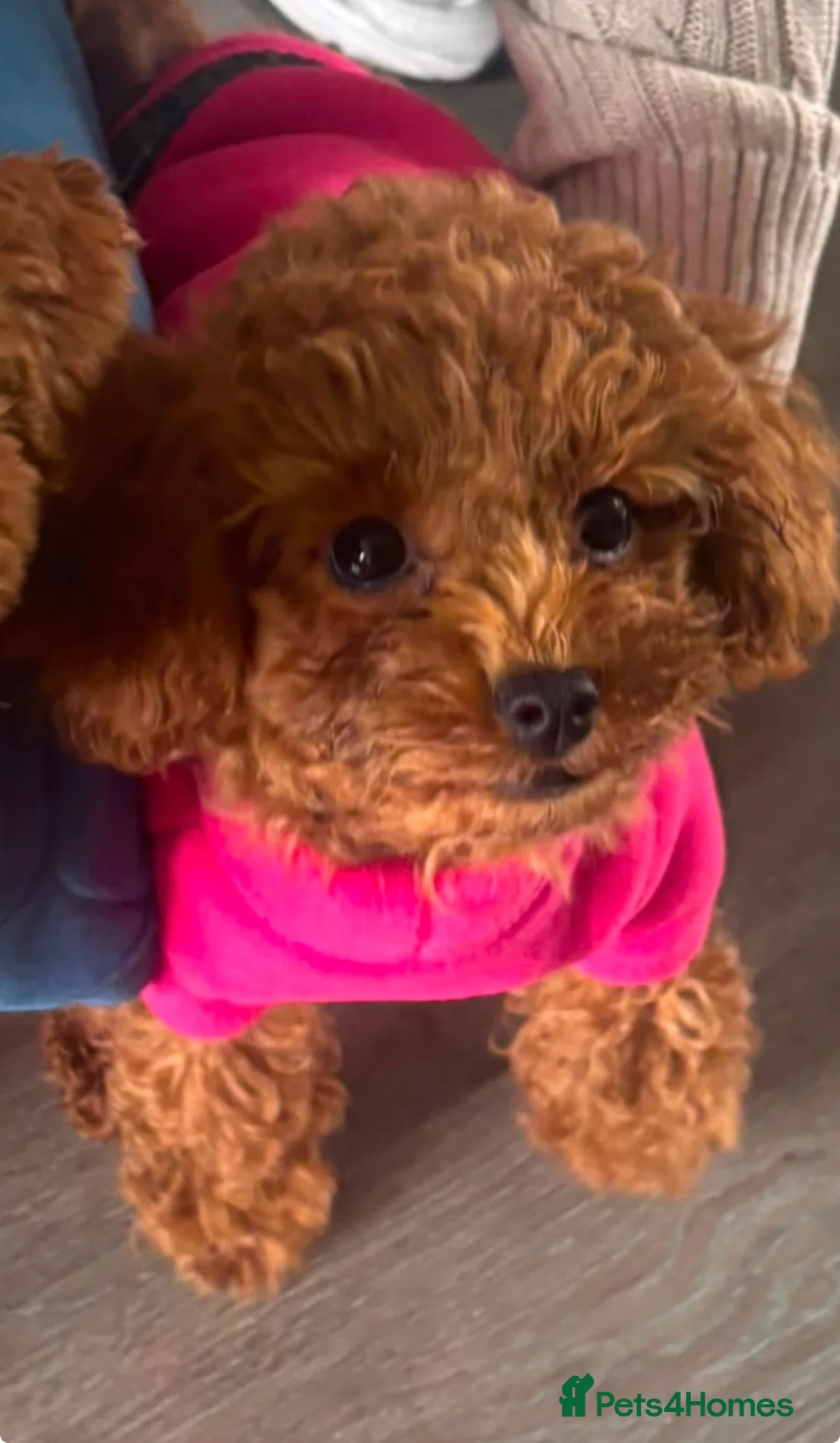 Toy Poodle dogs for sale: Asian Toy Poodle 🧸 Girl in Musselburgh - Advert 1