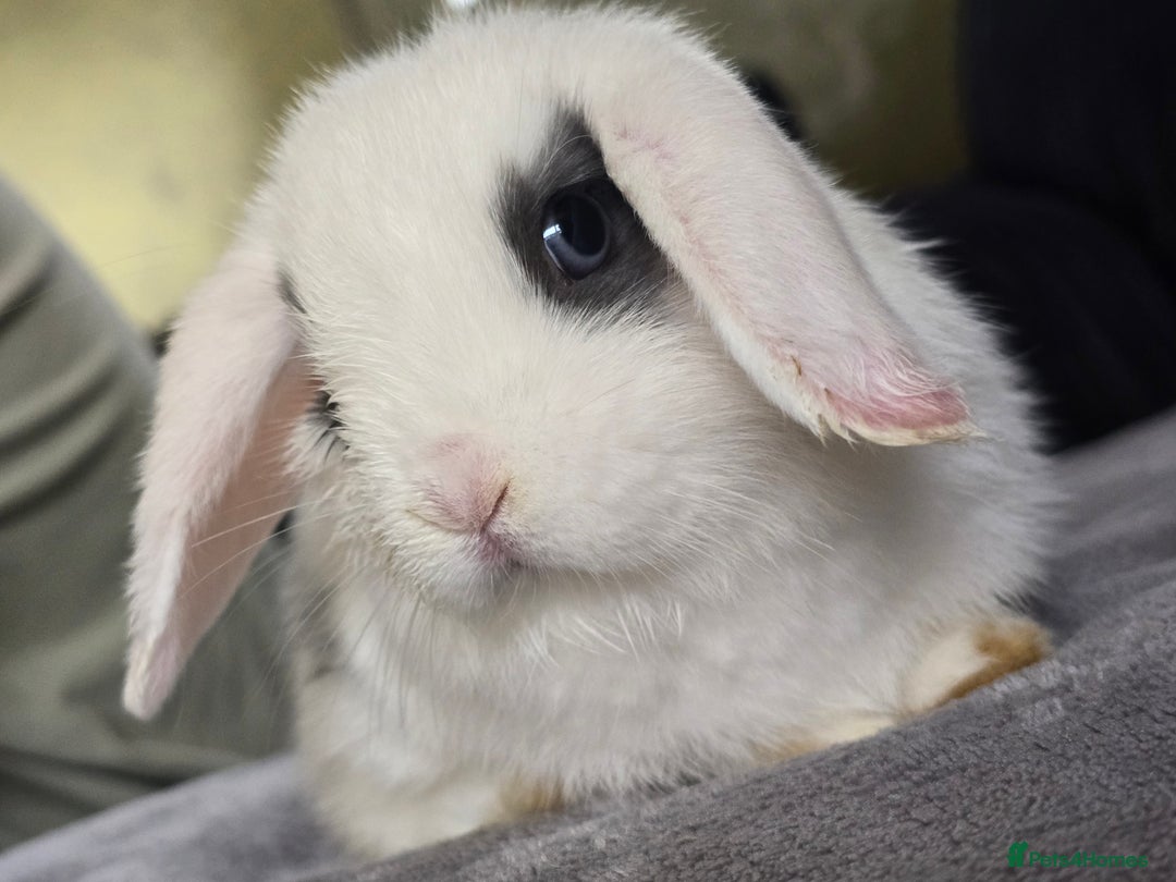 Mini Lop rabbits for sale: Mini lop baby girl ready now - Image 1