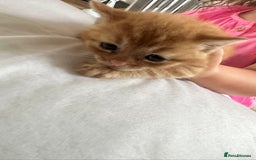 Mixed Breed cats for sale: Stunning kittens  - Image 2