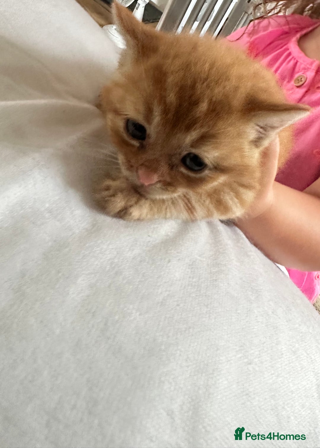 Mixed Breed cats for sale: Stunning kittens  - Image 2