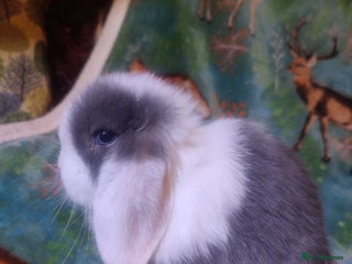 Mini Lop rabbits Mini Lop babies ready to reserve now - £20 reserve - Advert 2