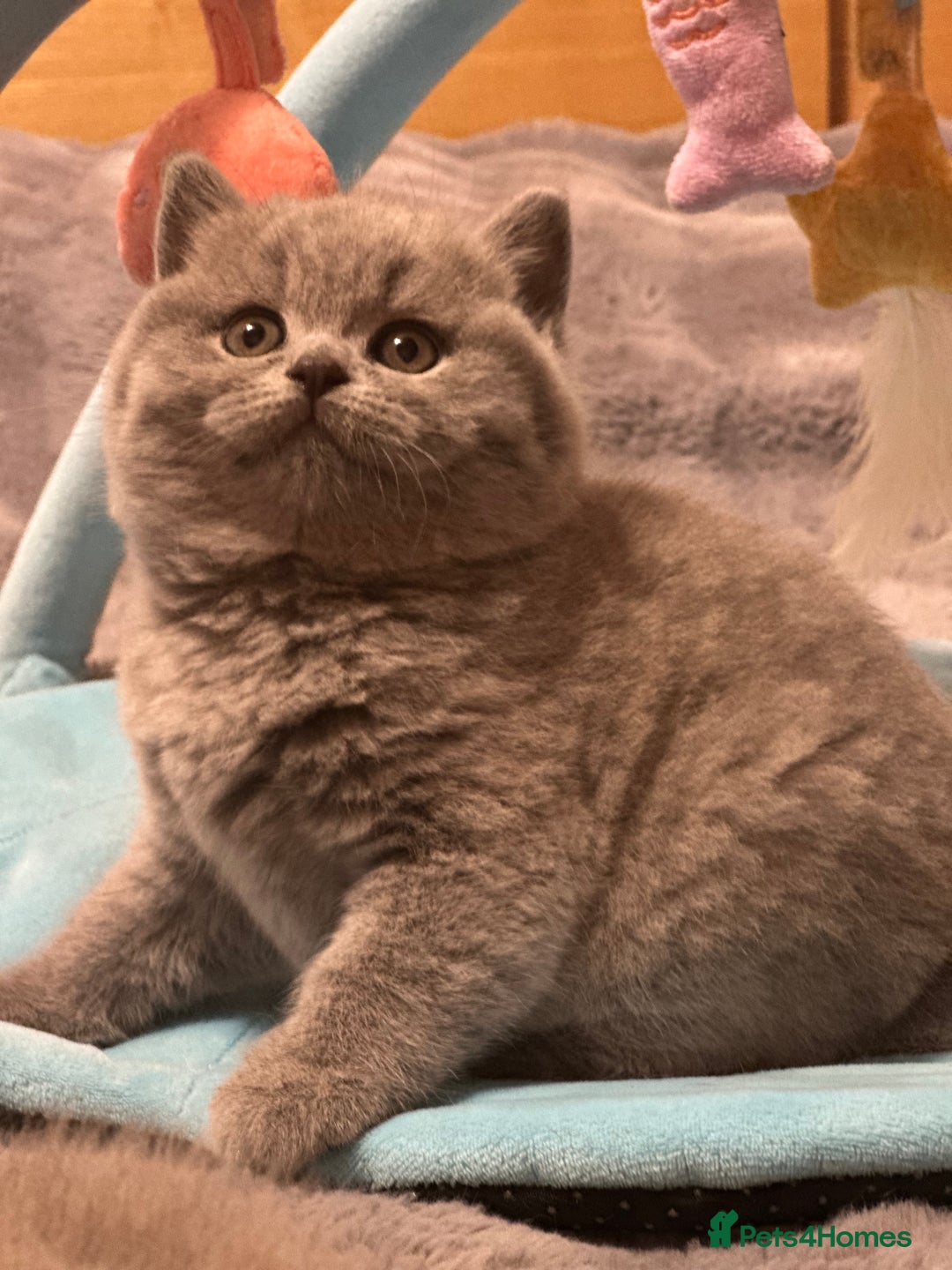 British Shorthair cats for sale: GCCF registered kitten  - Advert 7