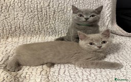 British Shorthair cats for sale: Ready to go- BSH LILAC & Blue - Image 4