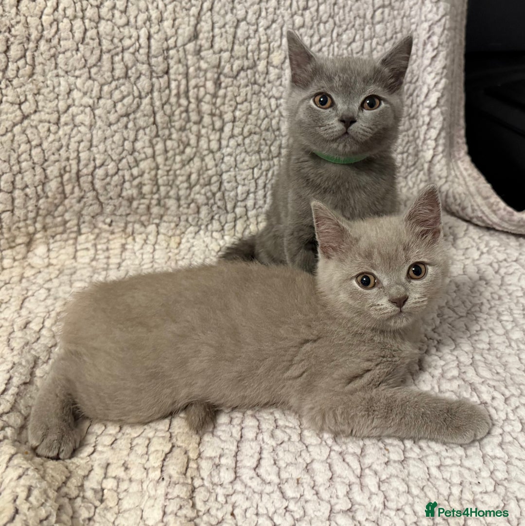 British Shorthair cats for sale: Ready to go- BSH LILAC & Blue - Image 4