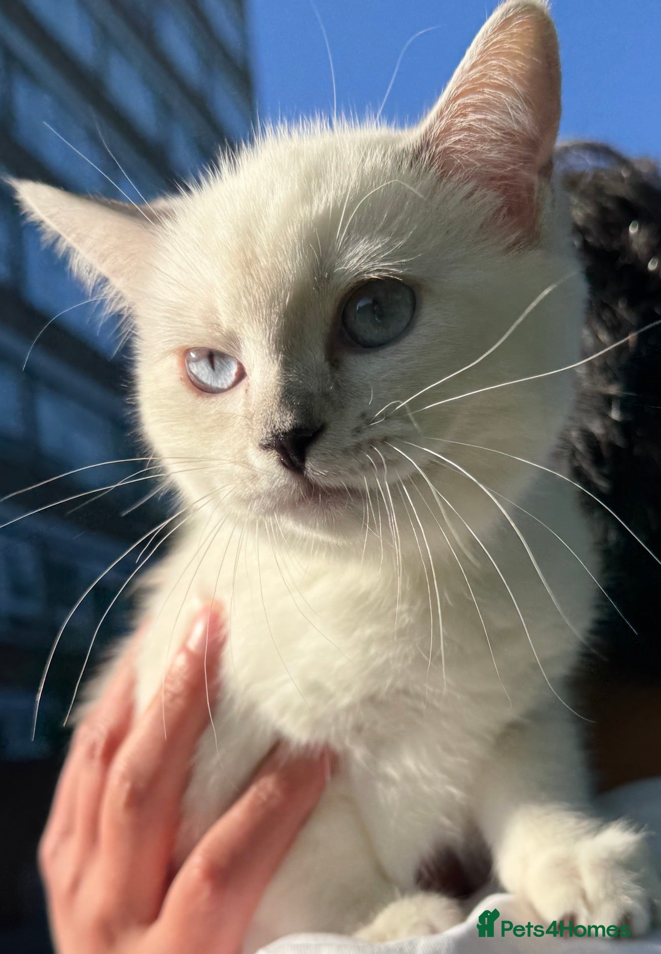 Ragdoll cats Lovely Ragdoll looking for lovely family - Advert 7