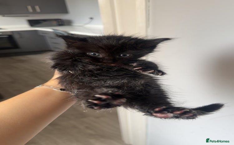 Domestic Shorthair cats - Advert 5