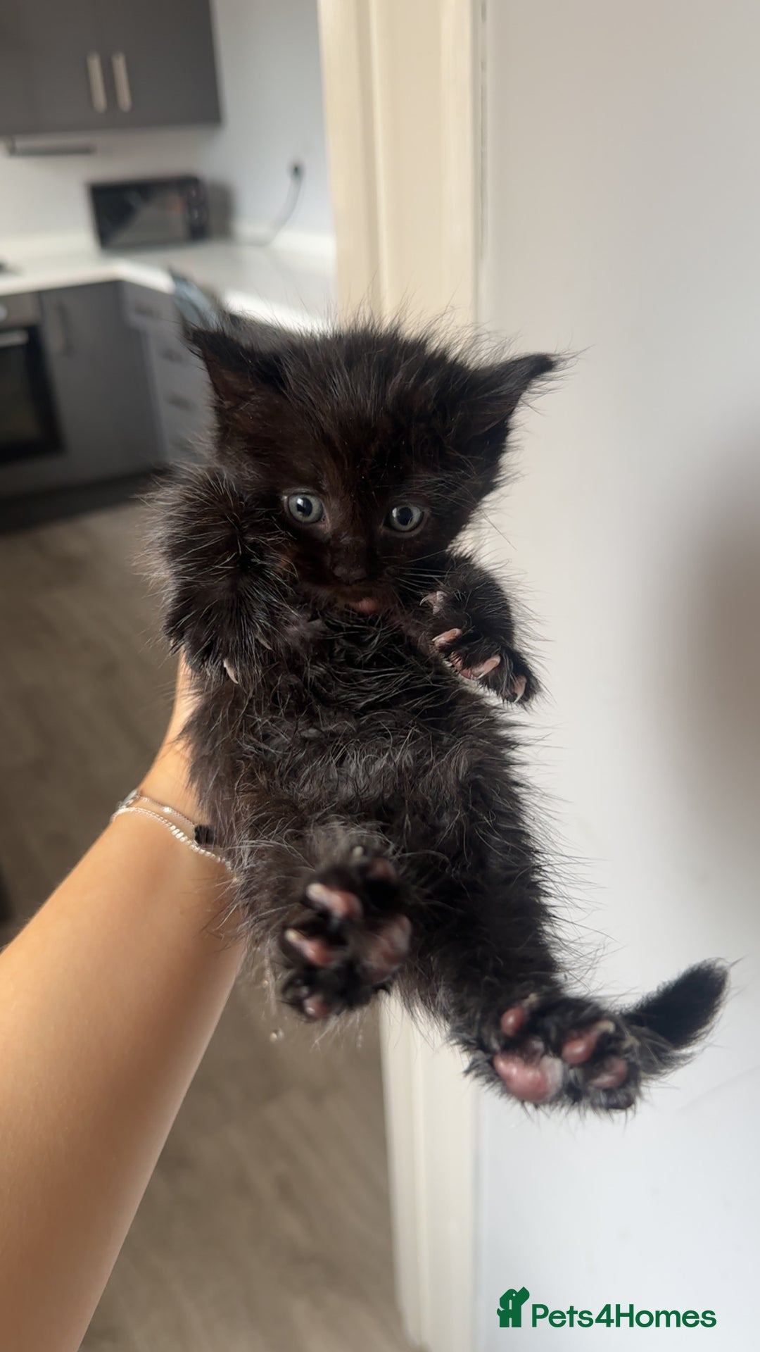 Domestic Shorthair cats for sale: Fluffy black kittens  - Image 1