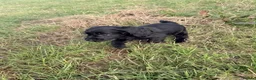 Cocker Spaniel dogs for sale: COCKER SPANIELS READY IN 7 DAYS!  in Boston - Advert 6