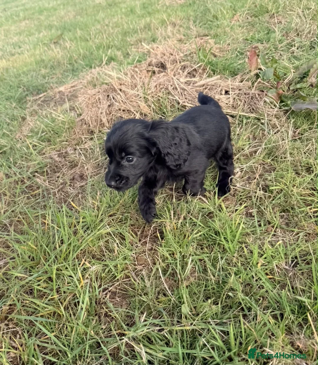 Cocker Spaniel dogs for sale: COCKER SPANIELS READY IN 7 DAYS!  in Boston - Advert 6