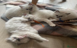 Ragdoll cats for sale: Female kitten become available! Pure Ragdoll in Derby - Image 25