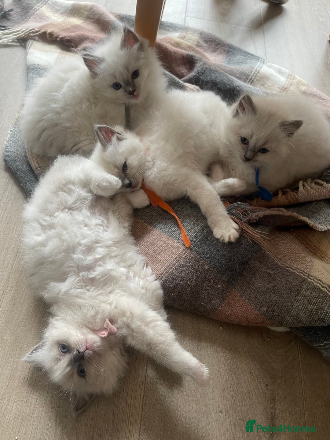 Ragdoll cats for sale: Female kitten become available! Pure Ragdoll in Derby - Image 25