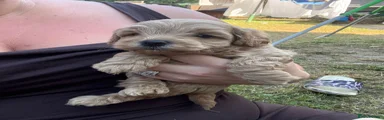 Cockapoo 4