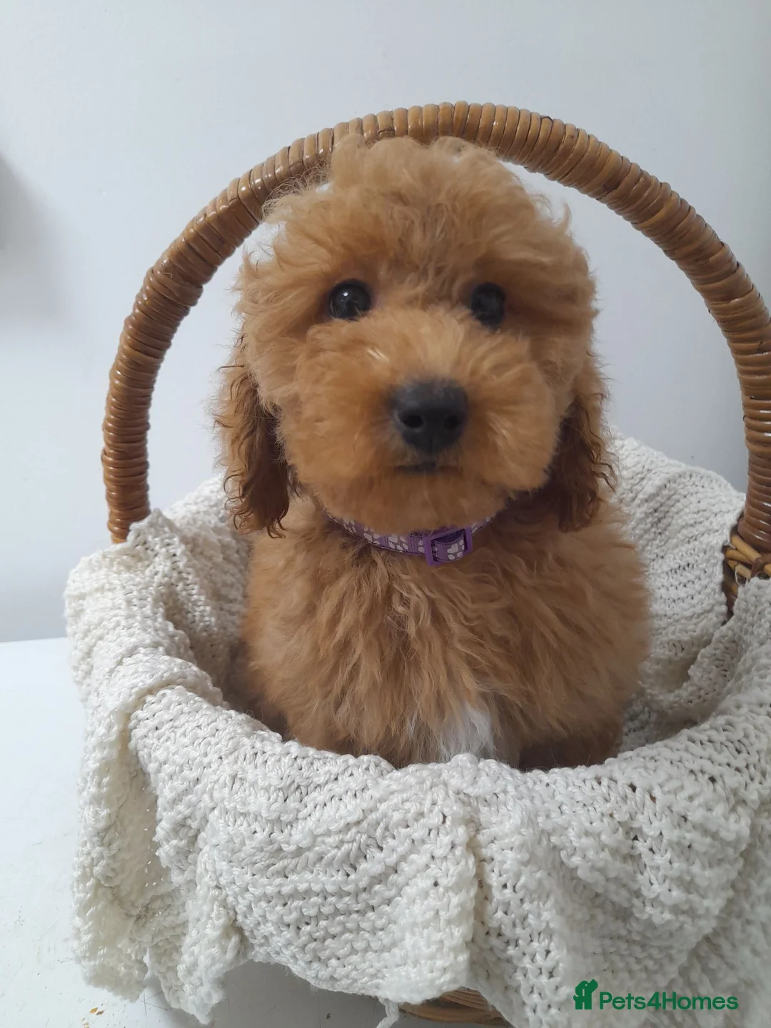 Miniature Poodle dogs for sale: Last 2 boys left miniature poodle puppies - Advert 2