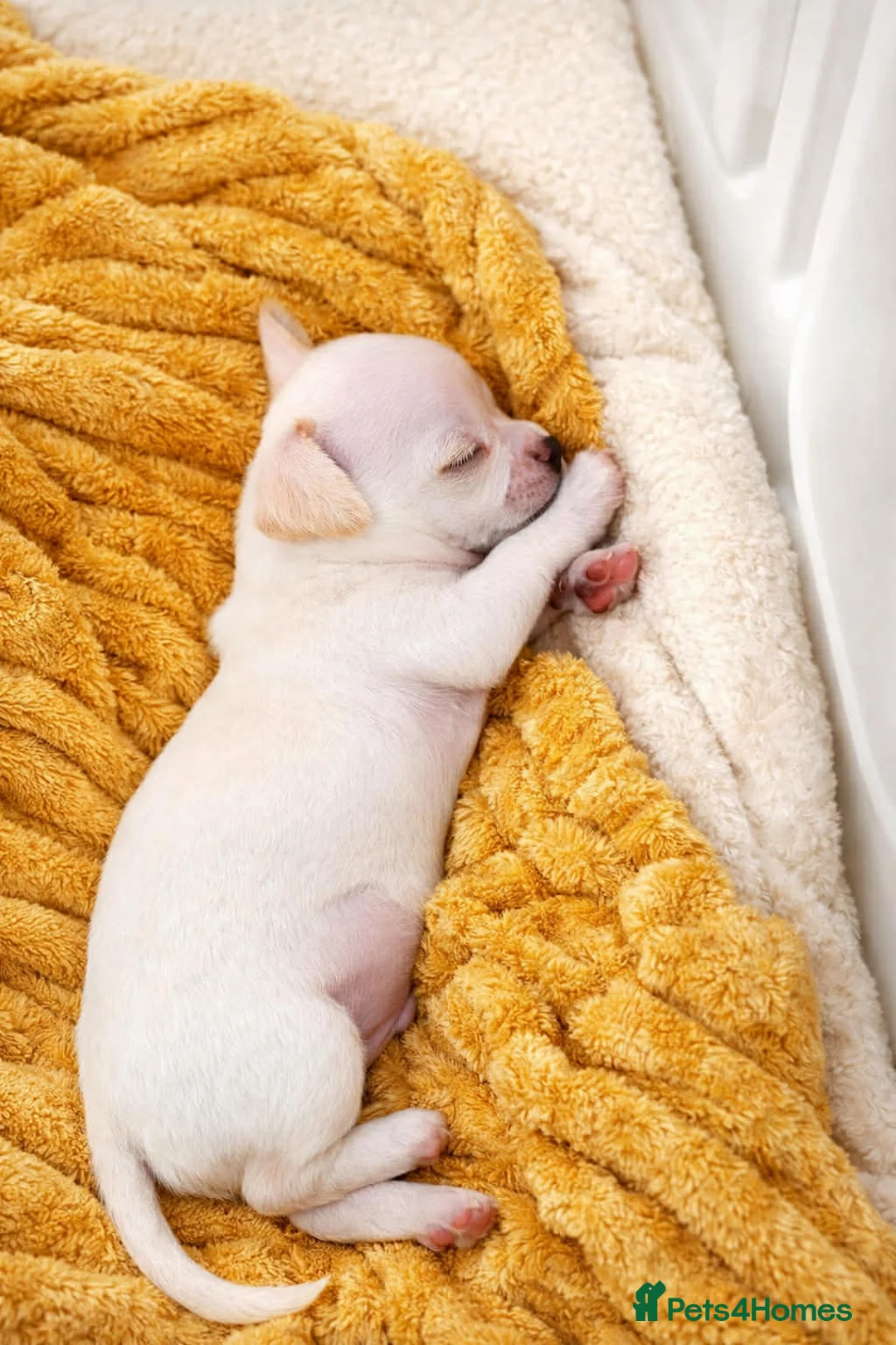 Chihuahua dogs for sale: White little chihuahua boy for sale - Advert 2