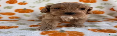 Cockapoo 1