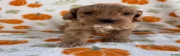 Cockapoo dogs for sale: Beautiful cockapoo puppys - Advert 10