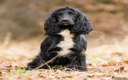 Cocker Spaniel dogs for sale: Quality KC Registered Working Cocker Spaniels - Image 11