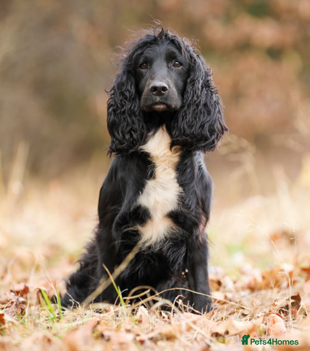Cocker Spaniel dogs for sale: Quality KC Registered Working Cocker Spaniels - Image 11