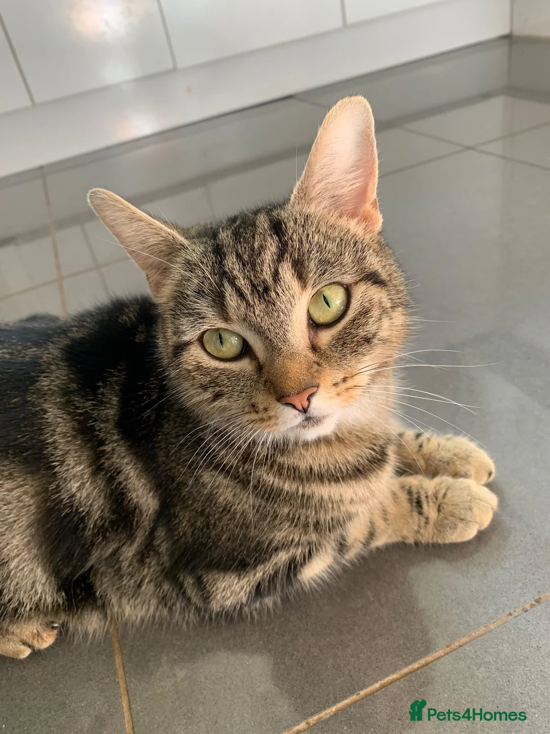 Mixed Breed cats for sale: 5 beautiful boy kittens  - Advert 1