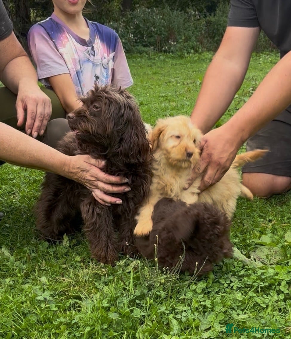 Cockapoo dogs Beautiful cockapoo puppy’s  - Advert 1