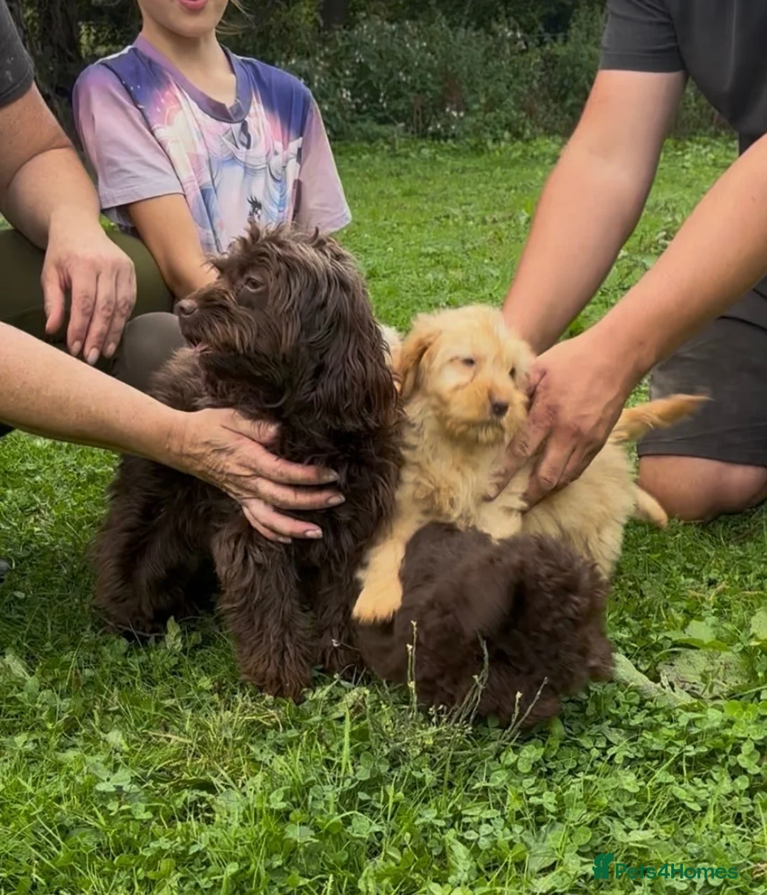 Cockapoo dogs for sale: Beautiful cockapoo puppy’s  - Advert 1