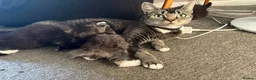Mixed Breed cats for sale: Beautiful Girl and Boy kitten  - Advert 1