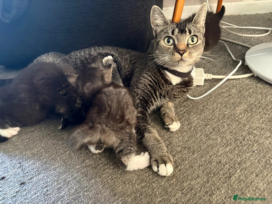 Mixed Breed cats for sale: Beautiful Girl and Boy kitten  - Advert 1
