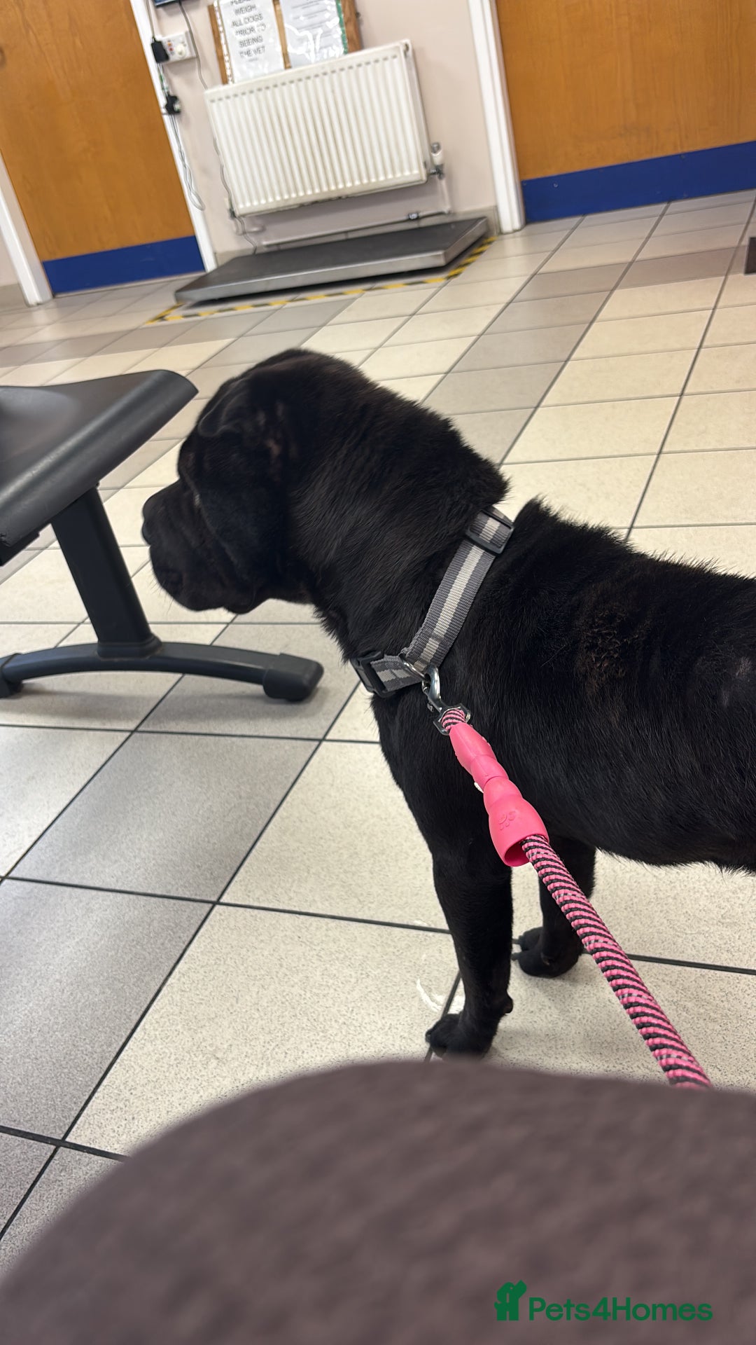 Shar Pei dogs for sale: Shar pei dog - Image 1