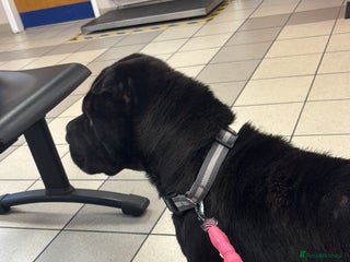 Shar Pei dogs - Advert 26