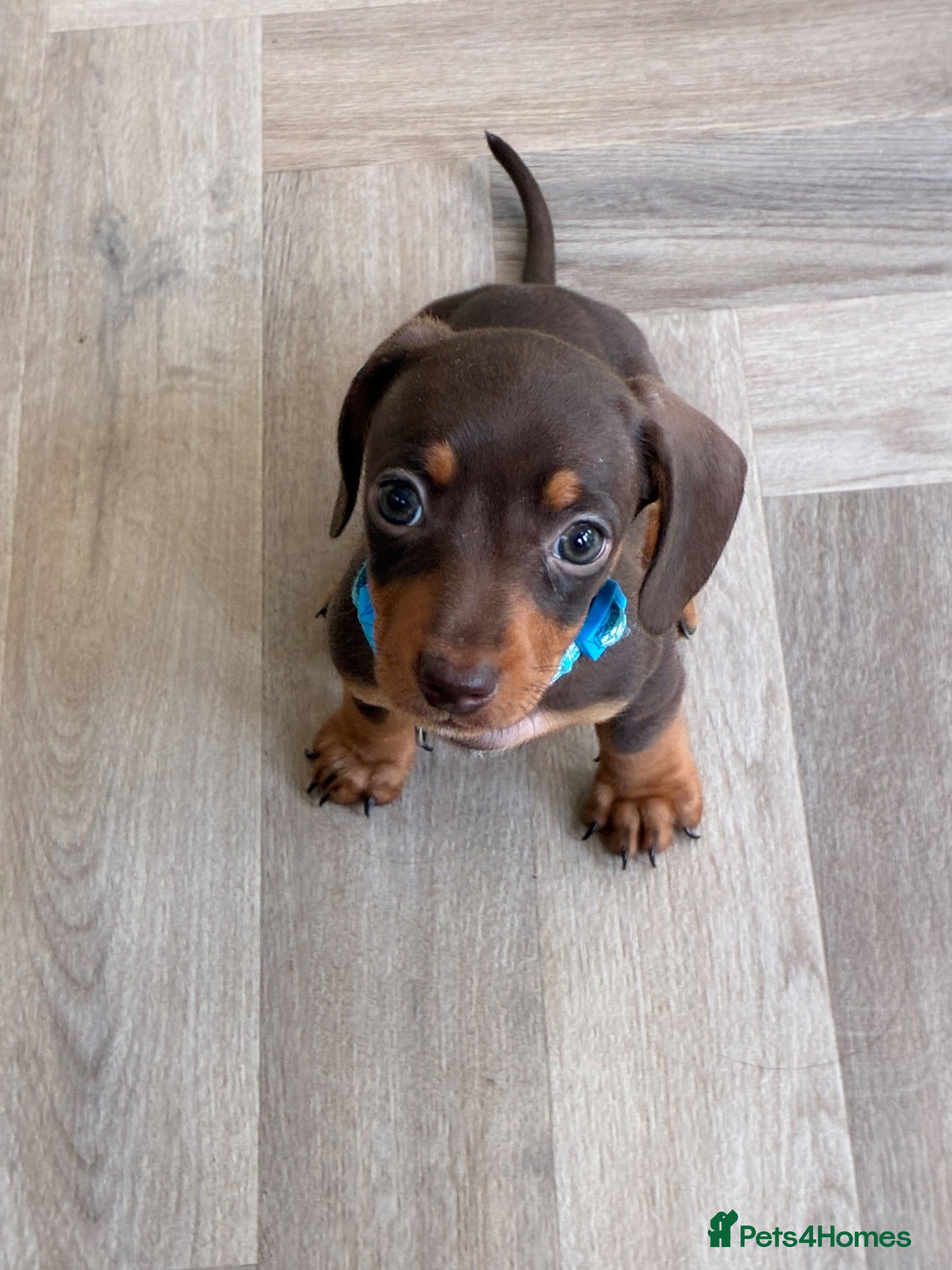Miniature Dachshund dogs Beautiful Chocolate and Tan miniature dachshunds - Advert 2