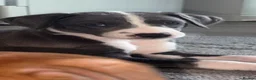 Mixed Breed dogs for sale: Collie whippet greyhound  - Advert 10