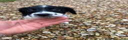English Springer Spaniel dogs for sale: English springer spaniel puppies - Advert 20