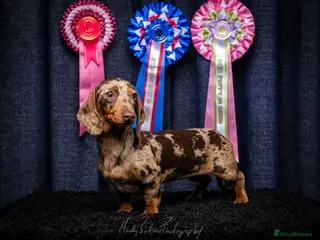 Miniature Dachshund dogs Chocolate dapple girl - Advert 2