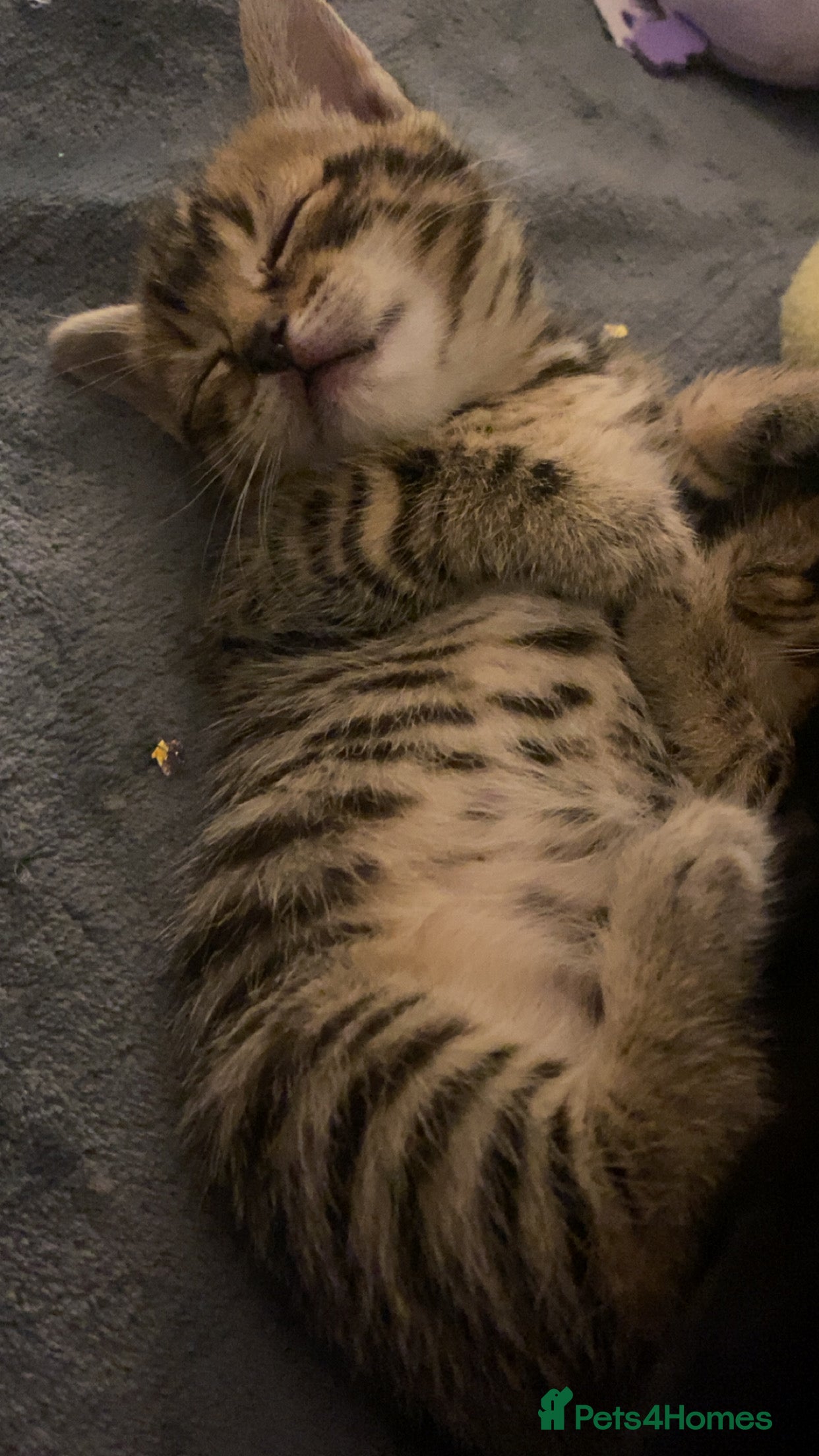 Mixed Breed cats Mixed breed Bengal and Norwegian forest cat  - Advert 2