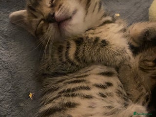 Mixed Breed cats Mixed breed Bengal and Norwegian forest cat - Advert 3