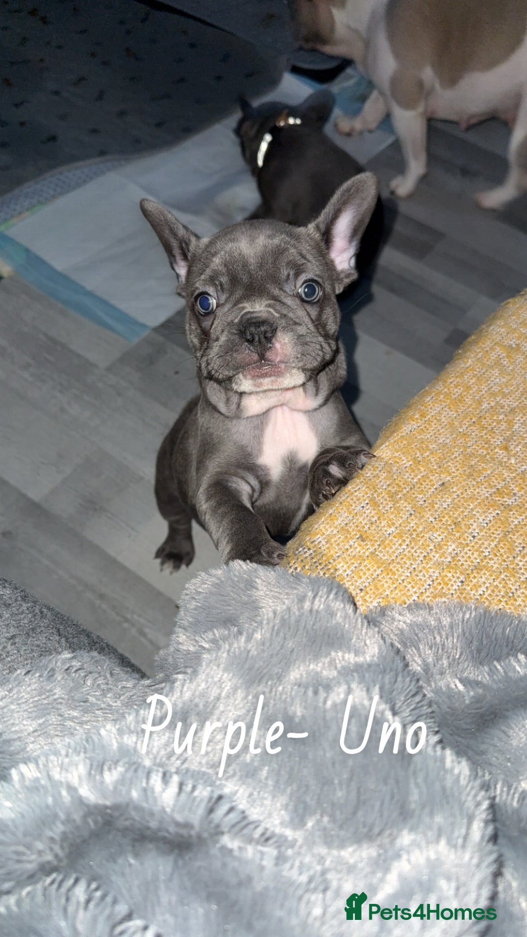 French Bulldog dogs for sale: 5 female French Bulldog –9 weeks old💙 🐾 - Advert 16