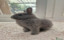 Netherland Dwarf rabbits for sale: Netherlands Dwarf - Image 6