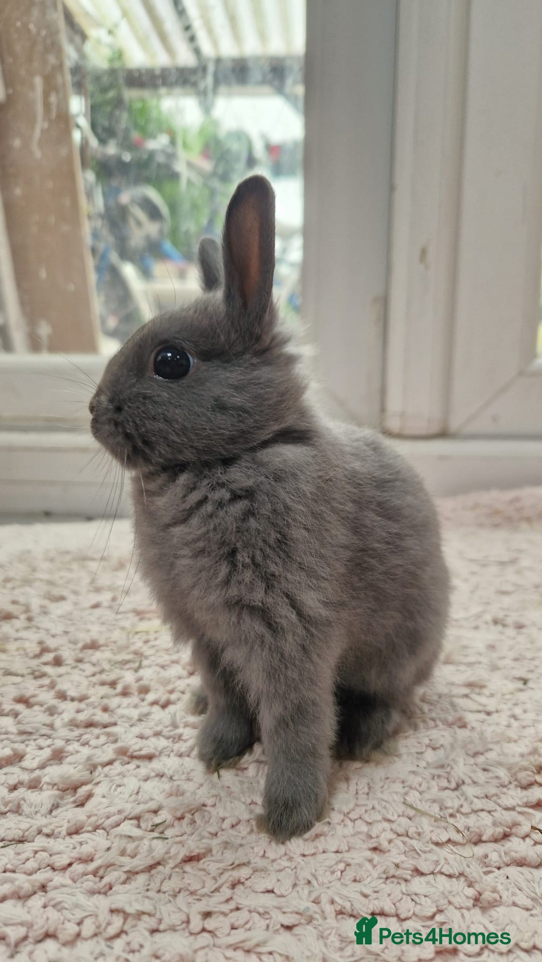 Netherland Dwarf rabbits for sale: Netherlands Dwarf - Image 6