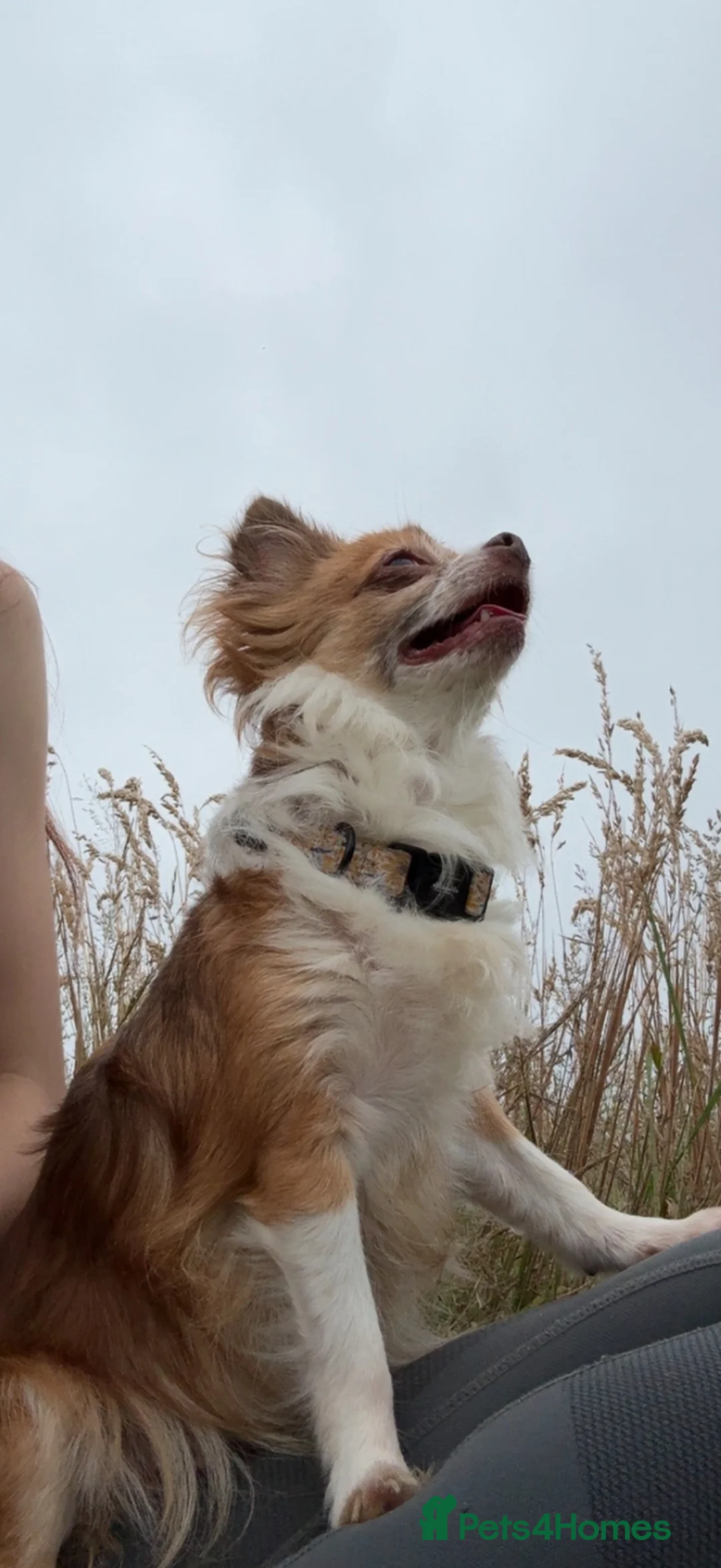 Mixed Breed dogs for sale: Two beutiful female girl dogs  - Advert 2