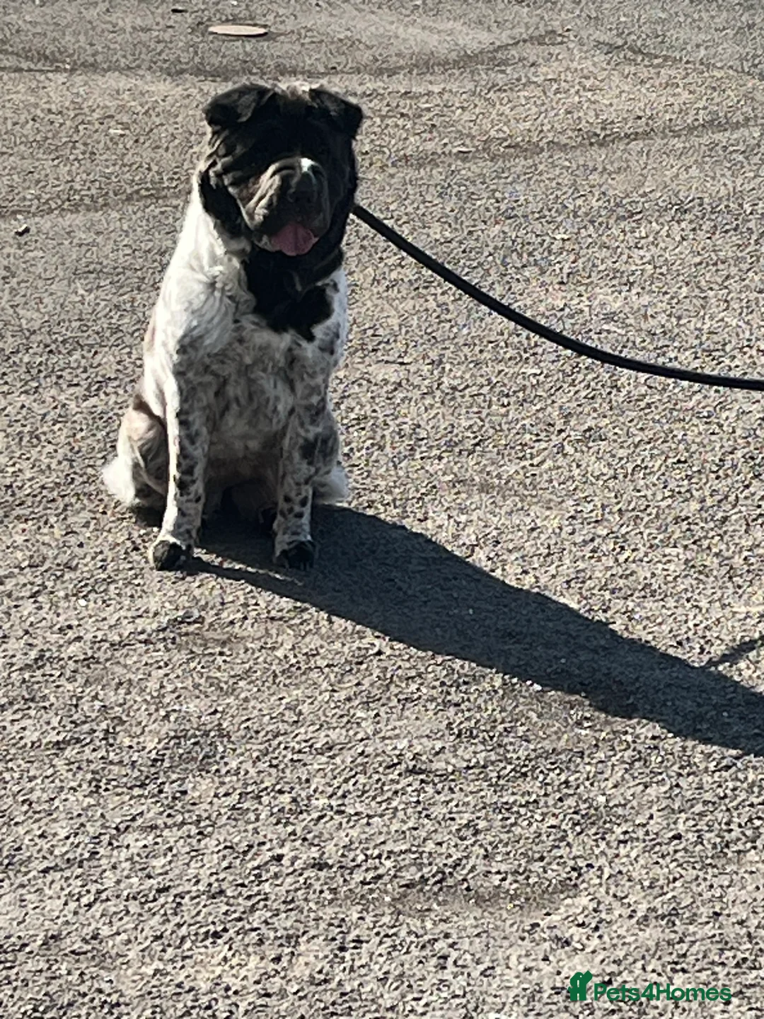 Gallery Image {{count}}