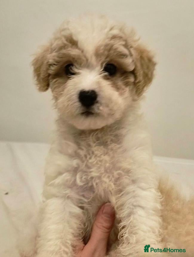 Cavapoochon dogs 1 little boy - Advert 1