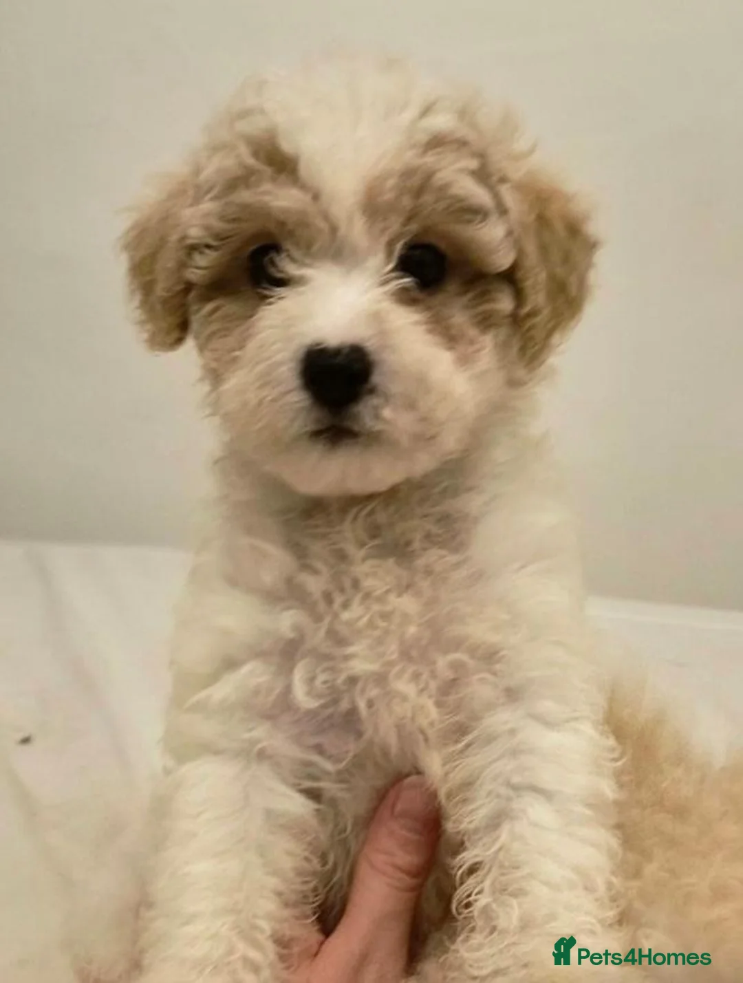 Cavapoochon dogs for sale: 1 little boy - Advert 1