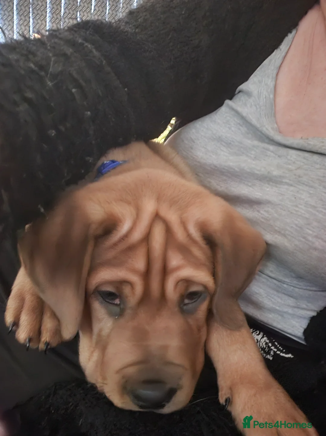 Mixed Breed dogs for sale: Cute dogue de bordeuax cross male boy  - Advert 2