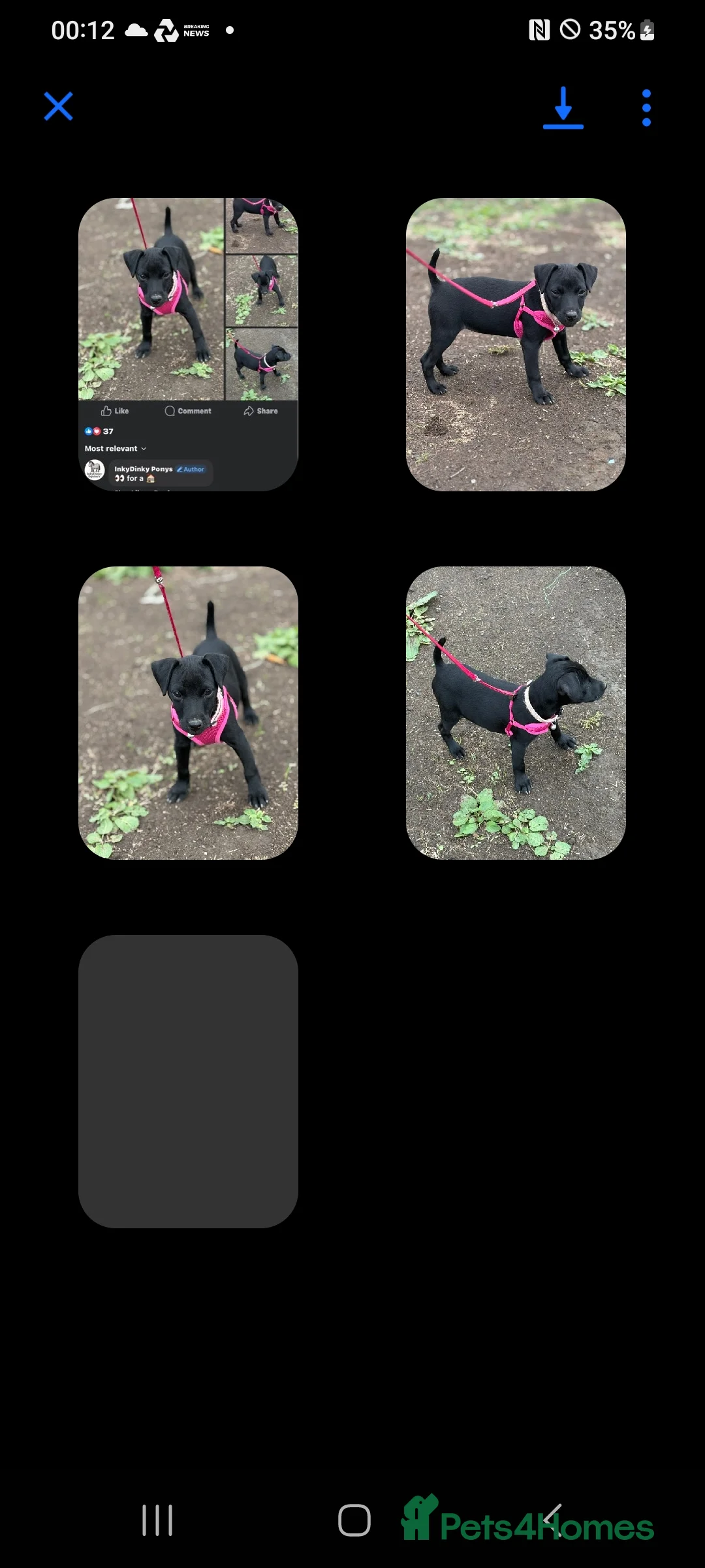 Patterdale Terrier dogs for sale: Female Paterdale Terrier 7 months old - Advert 19