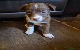 Border Collie dogs for sale: Border collie puppies ready 15th december - Advert 9