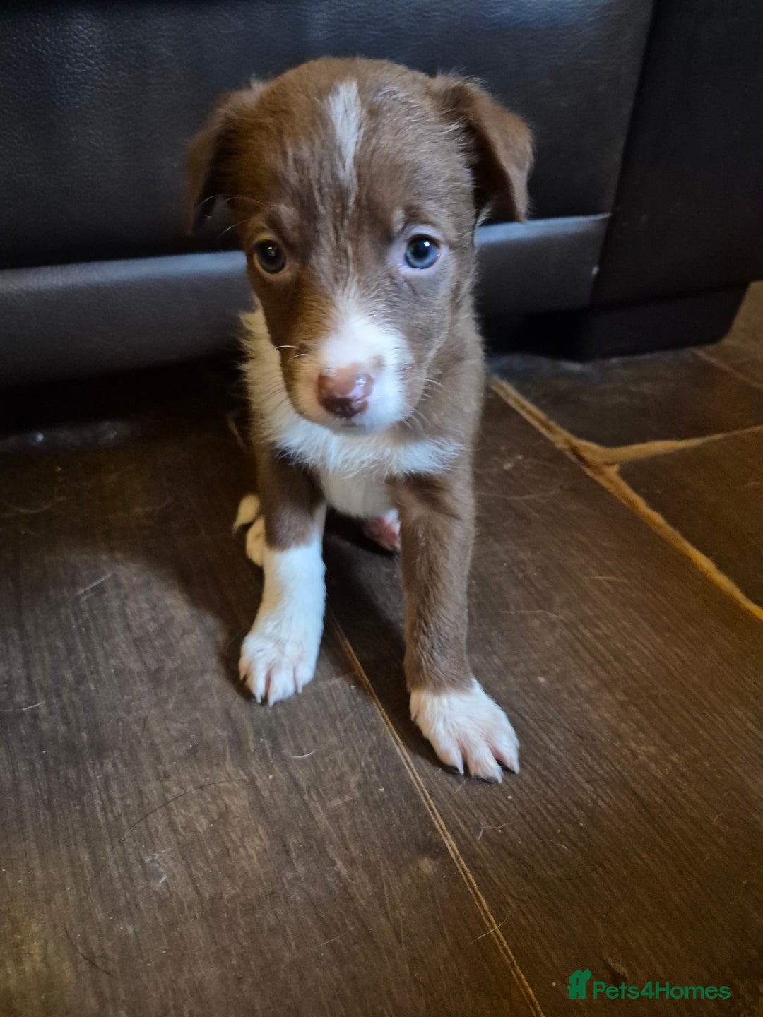 Border Collie dogs for sale: Border collie puppies ready 15th december - Advert 9