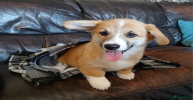 Welsh Corgi Pembroke dogs - Advert 4